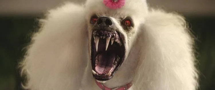 Un caniche bastante cabreado