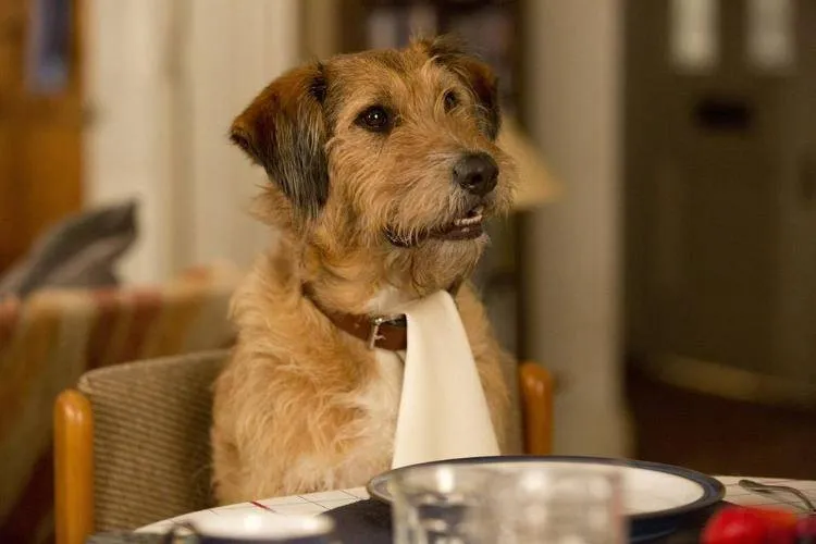 El perro del protagonista, todo un crack