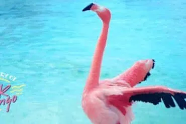 Crítica del documental The Mystery of the Pink Flamingo